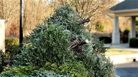 What to do with your tree after Christmas